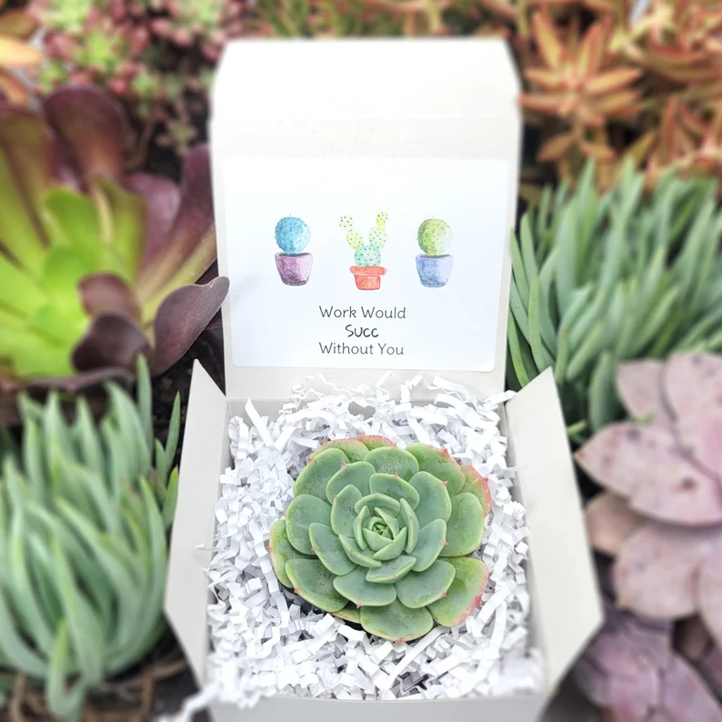 succulent plant in gift box etsy
