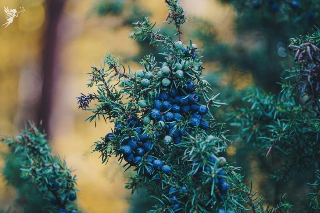close up of juniper berries used in gin growing on a bush