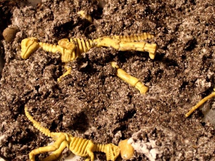 Plastic dinosaur skeleton fossils buried in dark soil inside a metal tray for a dino dig party activity